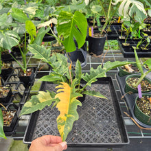 Load image into Gallery viewer, Philodendron Ring Of Fire Variegated exact plant, Fedex 2day*