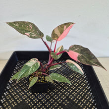Load image into Gallery viewer, Philodendron Pink Princess Galaxy Variegated exact plant, Fedex 2day*