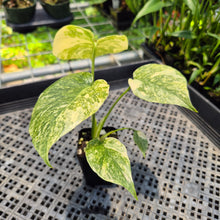 Load image into Gallery viewer, Monstera Deliciosa Green Snow variegated exact plant, Fedex 2day*