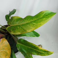 Load image into Gallery viewer, Philodendron Orange Marmalade, Autumn Queen 6" pot, Fedex 2day