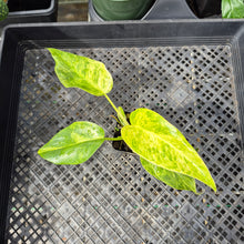 Load image into Gallery viewer, Philodendron Giganteum Blizzard Variegated 2.5" pot, Fedex 2day*