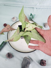 Load image into Gallery viewer, Strawberry Milk Pink Salmon, exact plant, variegated Syngonium, ships nationwide