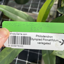 Load image into Gallery viewer, Philodendron Olympiad Pinnatifidum variegated exact plant, Fedex 2day*