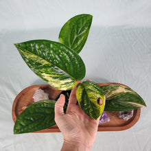 Load image into Gallery viewer, Monstera Peru "Karstenianum", Exact Plant Variegated
