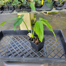 Load image into Gallery viewer, Philodendron Tripartitum, Exact Plant Ships Nationwide
