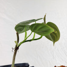 Load image into Gallery viewer, Philodendron Brandtianum Mini Form 2.5" pot, Fedex 2day*