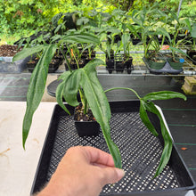 Load image into Gallery viewer, Philodendron Holtonianum exact plant, Fedex 2day*