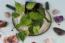 Load image into Gallery viewer, Variegated Philodendron Hederaceum Heart Leaf, exact plant, ships nationwide