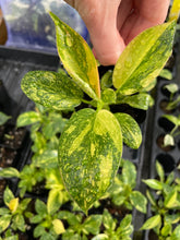 Load image into Gallery viewer, Philodendron Green Congo Nuclear, variegated, 2.5" Pot, Fedex 2 day*