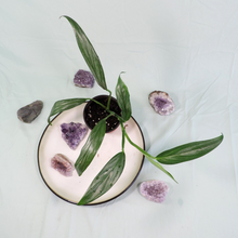 Load image into Gallery viewer, Epipremnum Amplissimum Silver Stripe Shipped Nationwide