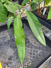 Load image into Gallery viewer, Anthurium Spectabile 4" pot, Fedex 2day*