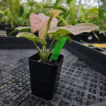 Load image into Gallery viewer, Syngonium Pink Spot Variegated 2.5" pot, Fedex 2day*