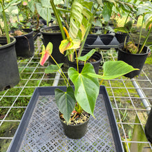 Load image into Gallery viewer, Anthurium Peppermint Splash, Shibori AFF, speckled , Exact Plant