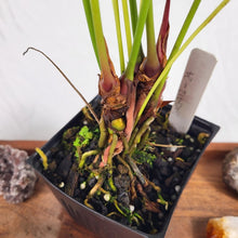 Load image into Gallery viewer, Anthurium Decipiens, Exact Plant double plant