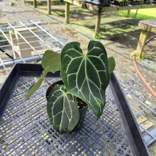 Load image into Gallery viewer, Anthurium Besseae AFF x Forgettii White Stripe, Exact Plant