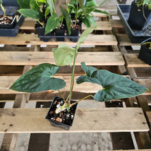Load image into Gallery viewer, Anthurium Papillilaminum Fort Sherman, Exact Plant Ships Nationwide