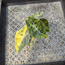 Load image into Gallery viewer, Alocasia Sedenii Aurea Variegated exact plant, Fedex 2day*