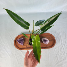 Load image into Gallery viewer, Philodendron Bernardopazii, Exact Plant