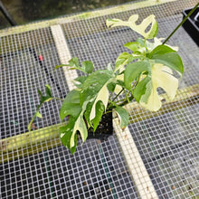 Load image into Gallery viewer, Rhaphidophora Tetrasperma Albo, Exact Plant Variegated Ships Nationwide