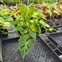 Load image into Gallery viewer, Philodendron Verrucosum, Exact Plant Ships Nationwide