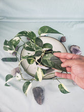 Load image into Gallery viewer, Pinnatum Albo, Exact Plant, variegated Epipremnum