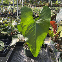 Load image into Gallery viewer, Anthurium Watermaliense exact plant, Fedex 2day