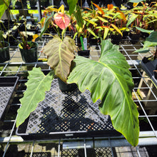 Load image into Gallery viewer, Philodendron Corsinianum exact plant, Fedex 2day*