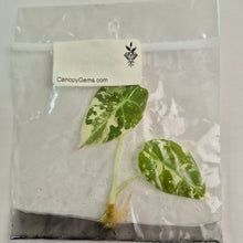 Load image into Gallery viewer, Alocasia Black Velvet Pink variegated tissue culture 2DayAir