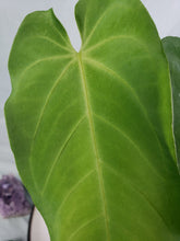Load image into Gallery viewer, Anthurium Angamarcanum 4" pot, Fedex 2day*