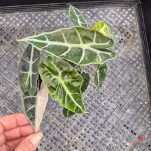 Load image into Gallery viewer, Alocasia polly aurea variegated, Exact Plant Ships Nationwide.