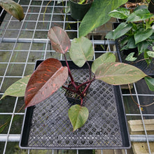 Load image into Gallery viewer, Philodendron Orange Princess, Exact Plant Variegated
