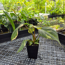 Load image into Gallery viewer, Philodendron Gloriosum Exact Plant Ships nationwide