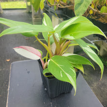 Load image into Gallery viewer, Philodendron White Princess, Exact Plant Variegated Ships Nationwide