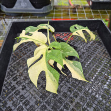 Load image into Gallery viewer, Rhaphidophora Tetrasperma Albo, Exact Plant Variegated Ships Nationwide