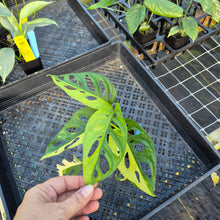 Load image into Gallery viewer, Monstera Adansonii Aurea, Exact Plant Variegated Ships Nationwide