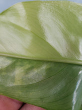 Load image into Gallery viewer, Variegated Domesticum, Exact Plant, Philodendron