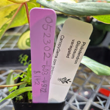 Load image into Gallery viewer, Philodendron Gloriosum variegated, Exact Plant Ships Nationwide