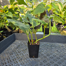 Load image into Gallery viewer, Rhaphidophora Puberula, Exact Plant Variegated Ships Nationwide