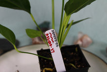 Load image into Gallery viewer, Anthurium Spectabile Wide Form Exact Plant Ships nationwide