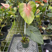 Load image into Gallery viewer, Anthurium Anuenue Obake Bicolor pink/green Fedex 2day