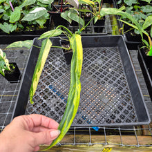 Load image into Gallery viewer, Philodendron Holtonianum Variegated, Exact Plant Ships Nationwide