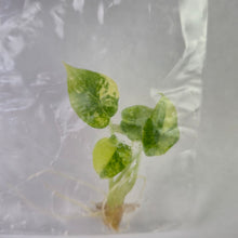 Load image into Gallery viewer, Alocasia Scalprum Aurea variegated tissue culture 2DayAir