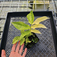 Load image into Gallery viewer, Zamioculcas Zamiifolia Wild Form ZZ Variegated 4" pot, Fedex 2day*