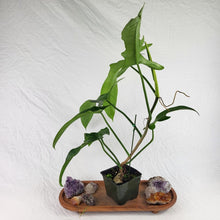 Load image into Gallery viewer, Philodendron Jerry Horne 6" pot, Fedex 2day