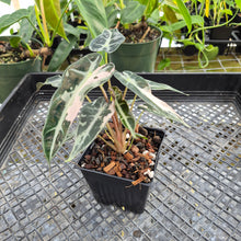 Load image into Gallery viewer, Alocasia 'Bambino Arrow' pink, Exact Plant Ships Nationwide