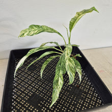 Load image into Gallery viewer, Rhaphidophora Megasperma Variegated exact plant, Fedex 2day*