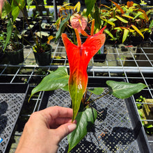 Load image into Gallery viewer, Anthurium Tropic Sunrise Bicolor Obake 2DayAir