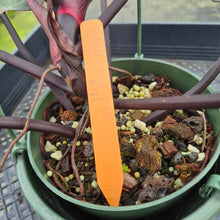 Load image into Gallery viewer, Philodendron Orange Princess Variegated exact plant, Fedex 2day*