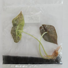 Load image into Gallery viewer, Alocasia Sanderiana Aurea Nobilis variegated tissue culture 2DayAir