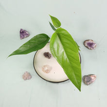 Load image into Gallery viewer, Anthurium Spectabile Wide Form Shipped Nationwide